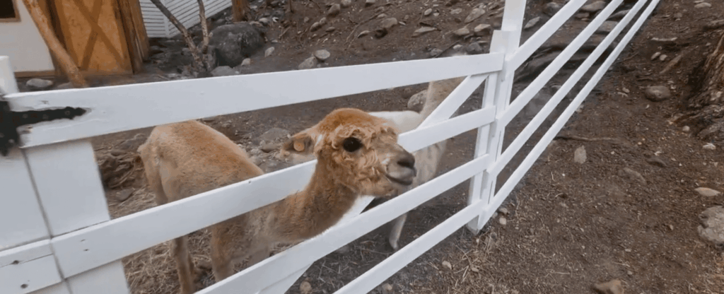 Парк альпак и Чегемские водопады